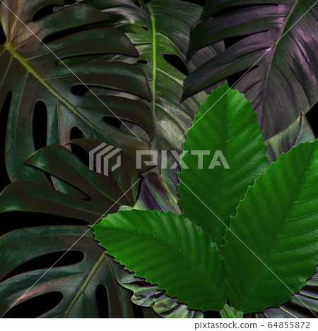 Green leaves pattern for nature concept,tropical Green leaves pattern for nature concept,tropical 64855872