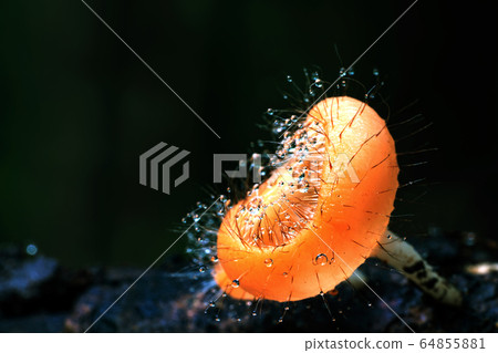 Cookeina tricholoma or Phylum Ascomycota with Cookeina tricholoma or Phylum Ascomycota with 64855881