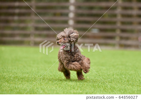 Toy poodle playing with dog run Toy poodle playing with dog run 64856027