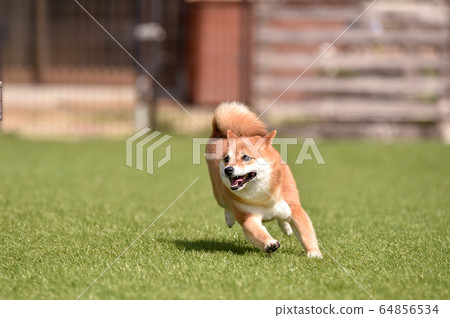 Shiba Inu playing in a dog run 64856534