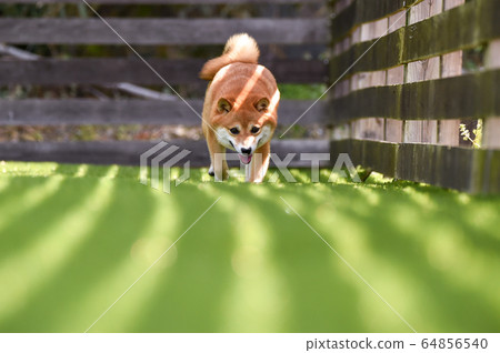 柴犬犬跑 64856540