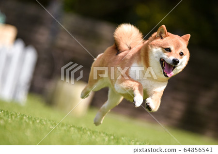 柴犬犬跑 64856541