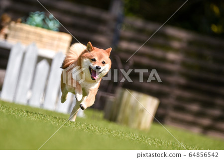 柴犬犬跑 柴犬犬跑 64856542