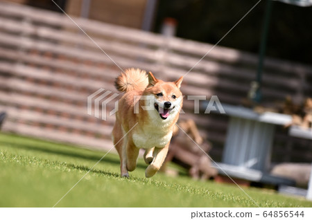 Shiba Inu playing in a dog run Shiba Inu playing in a dog run 64856544