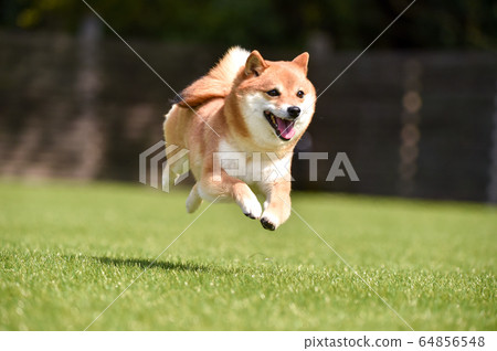 Shiba Inu playing in a dog run 64856548