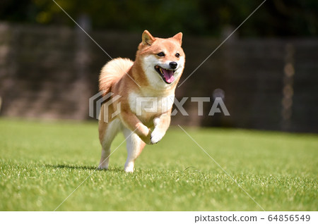 Shiba Inu playing in a dog run 64856549