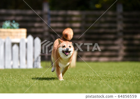 柴犬犬跑 64856559