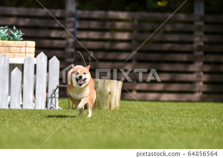 Shiba Inu playing in a dog run 64856564