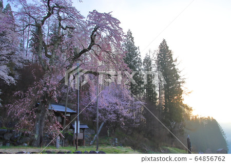 Tetsunenzakura in full bloom Hakuba Village, Nagano Prefecture Tetsunenzakura in full bloom Hakuba Village, Nagano Prefecture 64856762