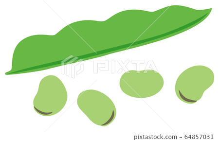Broad bean broad bean vegetables vector Broad bean broad bean vegetables vector 64857031
