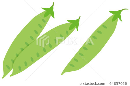 Kinusaya silk pod vegetable vector Kinusaya silk pod vegetable vector 64857036