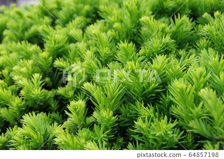 Sprout of caraboku 64857198