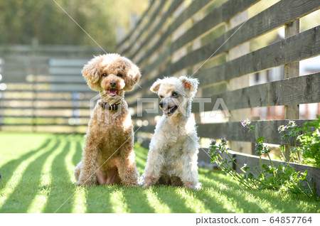 A toy poodle posing in the grass A toy poodle posing in the grass 64857764