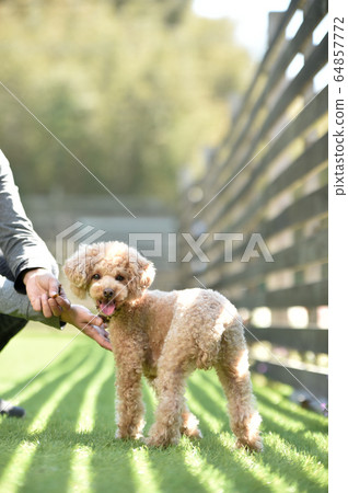 A toy poodle posing in the grass 64857772
