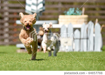 Toy poodle playing with dog run 64857788