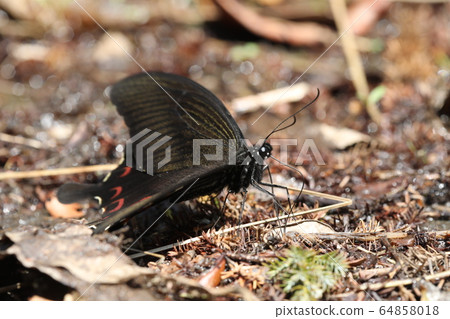 Monkeyeageha 64858018