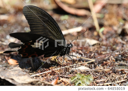 Monkeyeageha 64858019