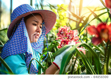 The young woman worker is taking care of the orchid flower in garden. The young woman worker is taking care of the orchid flower in garden. 64858300