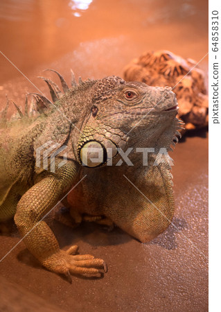 Green iguana 64858310