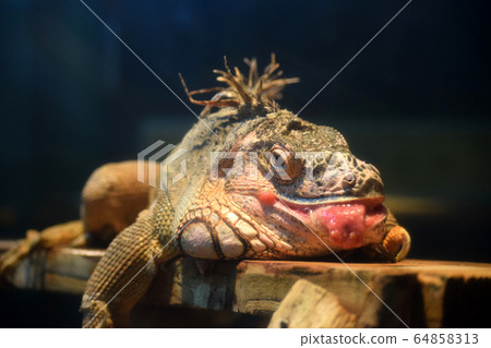 Green iguana 64858313