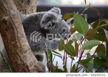 Koala Koala 64858332
