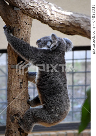 Koala Koala 64858333