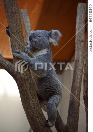 考拉 考拉 64858349