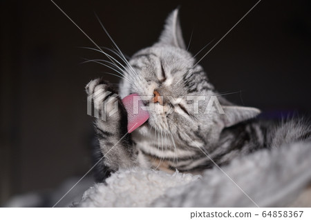 貓在日光浴時洗臉 64858367