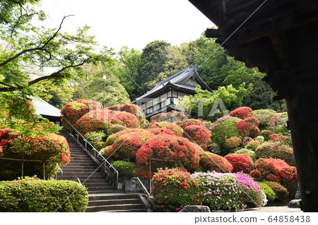 Azalea at Azalea Temple Azalea at Azalea Temple 64858438