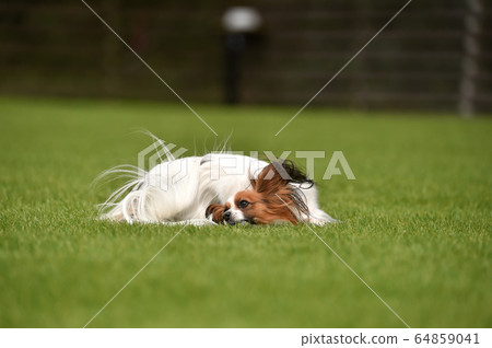 Papillon playing with a dog run Papillon playing with a dog run 64859041