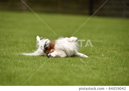 Papillon playing with a dog run Papillon playing with a dog run 64859042