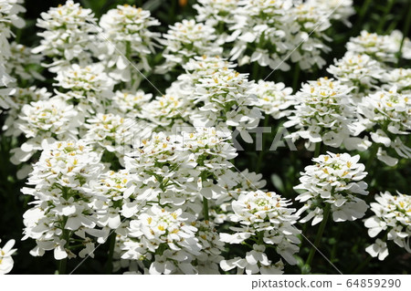 Iberis Iberis 64859290