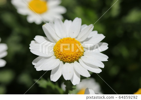 北極 北極 64859292