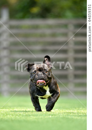 French bulldog playing in dog run 64859351