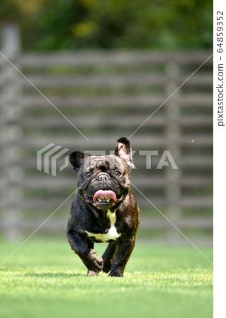 French bulldog playing in dog run French bulldog playing in dog run 64859352