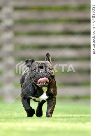 法國鬥牛犬玩狗跑 法國鬥牛犬玩狗跑 64859353