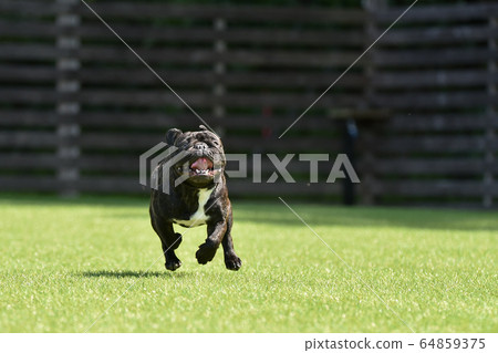 法國鬥牛犬玩狗跑 法國鬥牛犬玩狗跑 64859375