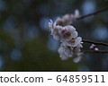 Plum blossom  64859511
