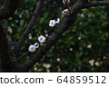 Plum blossom  64859512