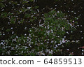 Plum blossom  64859513