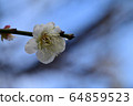 Plum blossom  64859523