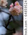 Plum blossom  64859524