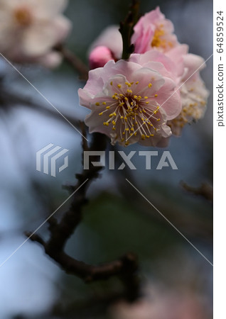 Plum blossom Plum blossom 64859524