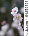 Plum blossom  64859526