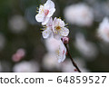 Plum blossom  64859527