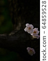 Plum blossom  64859528