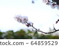 Plum blossom  64859529