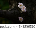 Plum blossom  64859530