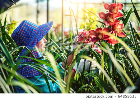 The young woman worker is taking care of the orchid flower in garden. The young woman worker is taking care of the orchid flower in garden. 64859533