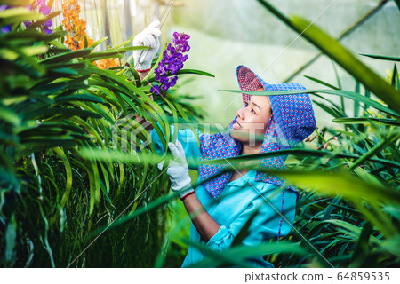 The young woman worker is taking care of the orchid flower in garden. The young woman worker is taking care of the orchid flower in garden. 64859535